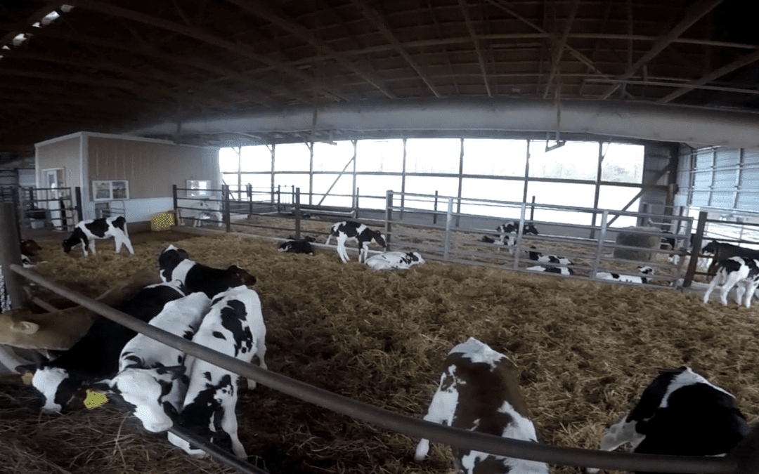 70 Years of Happy Cows and Healthy Dairy from Calder Farm